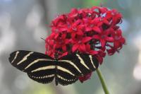 Butterfly Jungle�